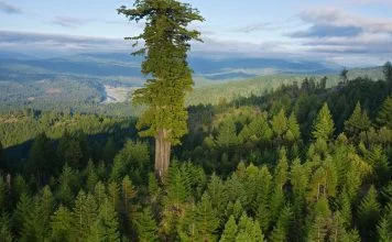 Sequoia e Redwood Gigante: As Maiores Árvores do Planeta | Nature & Space