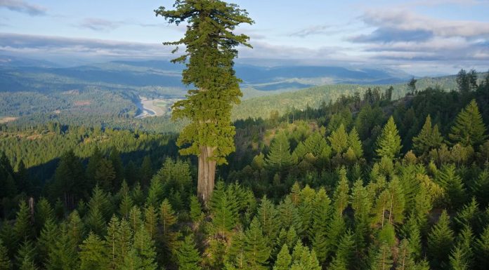 Sequoia e Redwood Gigante: As Maiores Árvores do Planeta | Nature & Space
