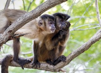 Macacos-Prego Idosos Apresentam Lesões Típicas de Alzheimer