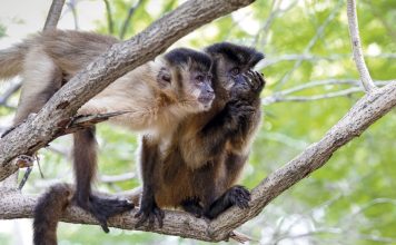 Macacos-Prego Idosos Apresentam Lesões Típicas de Alzheimer