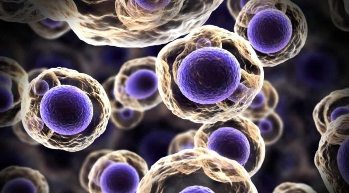 Quando Viveu o 1º Ancestral Comum de Todos os Seres Vivos?