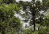 Conservação da Floresta de Araucária-Campos no Sul do Brasil
