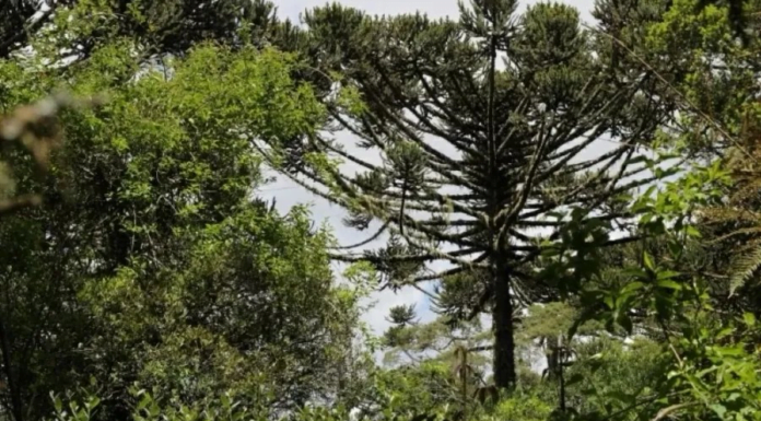 Conservação da Floresta de Araucária-Campos no Sul do Brasil | Nature & Space
