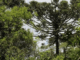 Conservação da Floresta de Araucária-Campos no Sul do Brasil