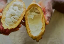 Revolução no Chocolate: Cacau Inteiro e Doce da Poupa