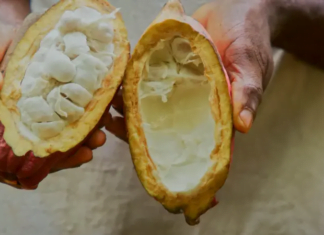 Revolução no Chocolate: Cacau Inteiro e Doce da Poupa