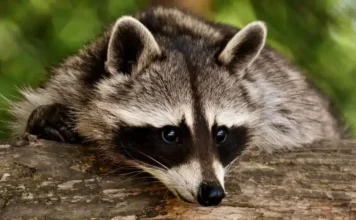 O Que os Animais Pensam Com a Tecnologia “Faça Você Mesmo” | Nature & Space