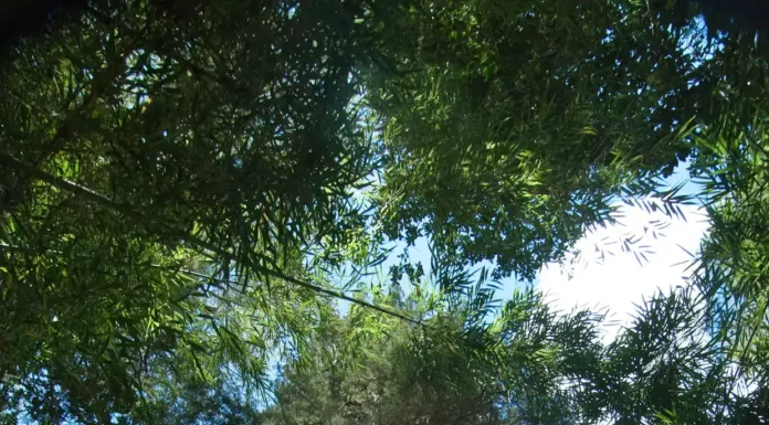 O ”Grande AvÔ” do Chile Pode Ser a Árvore Mais Antiga