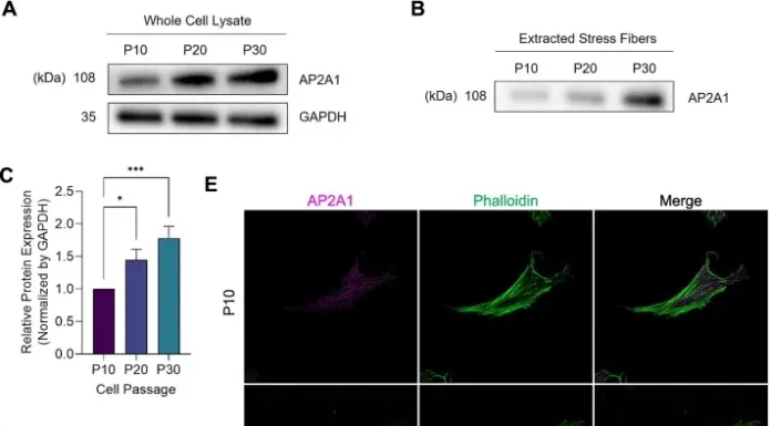 Prevenção de Doenças: Descoberta Proteína Que Envelhece