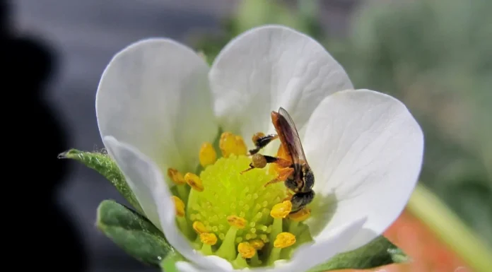 Guaranis Recuperam 9 Espécies de Abelhas Nativas Extintas | Nature & Space