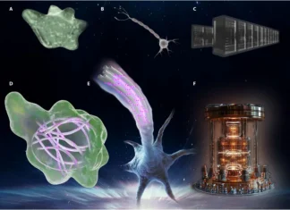 Teia da Vida Pode Usar Comunicação Quântica na Natureza