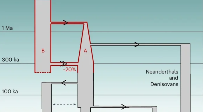Sapiens Herdou Cognição de Ancestral Extinto Há 300 Mil Anos