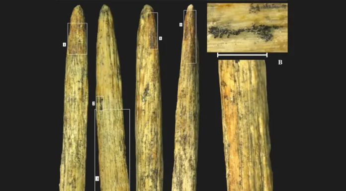 Inteligência: Neandertais Faziam Lanças Finas Há 80 Mil Anos