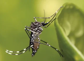 Vacina Chikungunya e o Controle Integrado da Dengue e Zika