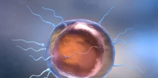 Surpresa! Óvulo Humano Escolhe Espermatozoide na Fecundação