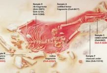 Criança Hibrida Neandertal-Sapiens Viveu Há 28 Mil Anos