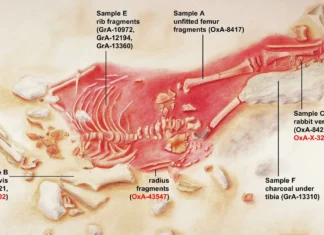 Criança Hibrida Neandertal-Sapiens Viveu Há 28 Mil Anos