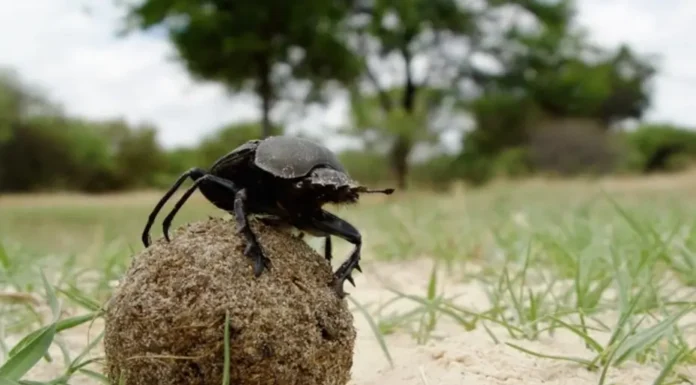 Besouro de Esterco Navega Guiado Por Luz de Estrelas | Nature & Space