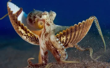 Polvo: Super Inteligente, Conhece Pessoas e Usa Ferramentas | Nature & Space