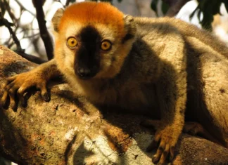 Lêmures de Madagascar Usam Alucinógeno e Repelente