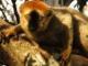 Lêmures de Madagascar Usam Alucinógeno e Repelente