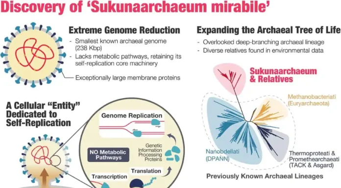 Encontrado Organismo no Limiar Entre a Vida e Não Vida