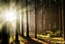 Floresta: Fungos Garantem Comunicação e Resiliência ao Clima