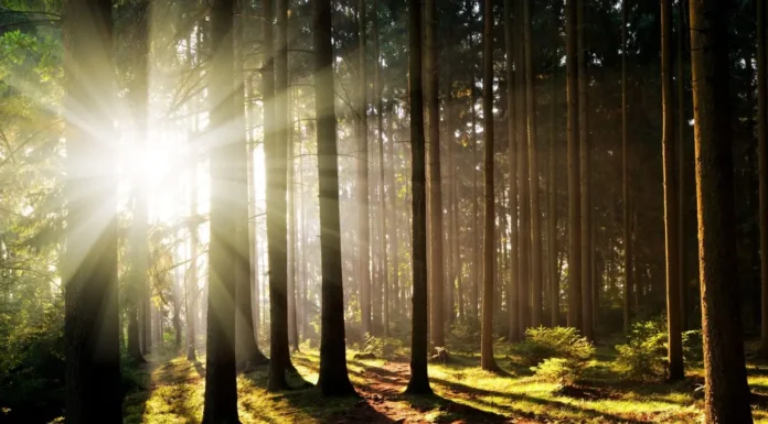 Floresta: Fungos Garantem Comunicação e Resiliência ao Clima | Nature & Space