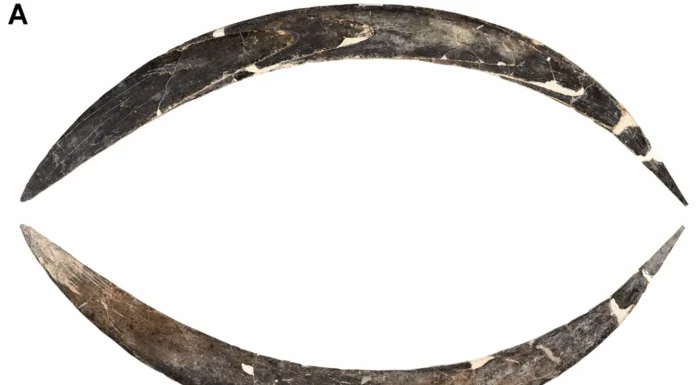 Bumerangue Mais Antigo Data de 40 Mil Anos, Feito de Marfim