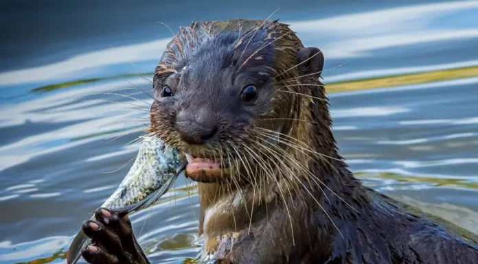 Arqueólogos Investigam Uso de Ferramentas por Lontras | Nature & Space