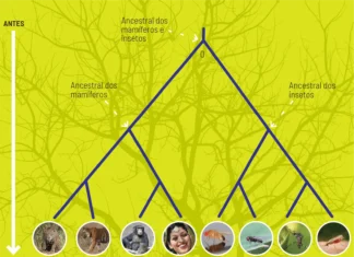 Evolução Pode Ocorrer em Salto Rápido e Não Apenas Lenta