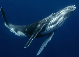 Baleia Jubarte: A Cantora do Oceano Tem o Canto Desvendado