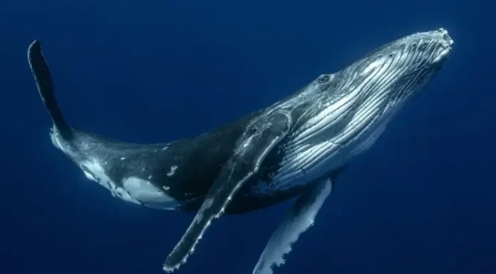 Baleia Jubarte: A Cantora do Oceano Tem o Canto Desvendado