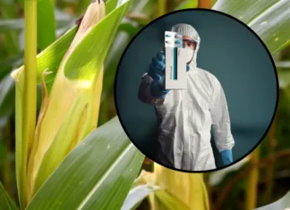 Cientista Reduz Custo Contra Virus Mortais com Resíduos de Milho