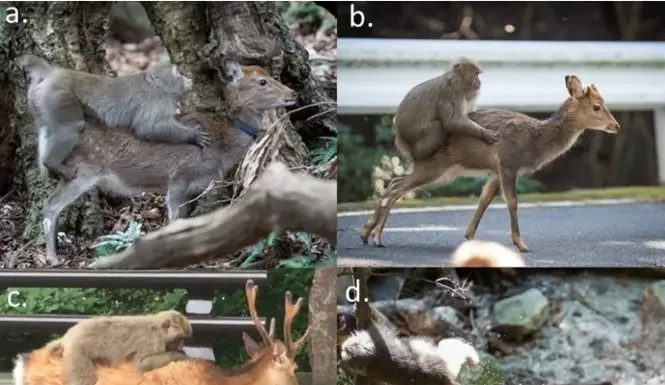 Cooperação Cultural Entre Macaco e Cervo Para Colher Frutos