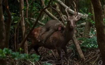 Macaco e Cervo Tem Interação Cultural Para Colher Frutos | Nature & Space