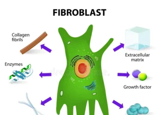 Pesquisa: Psilocibina Prolongou a Vida de Células em 50 %