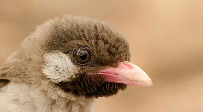 Pássaro Selvagem Alerta Humanos e os Guia Até a Colmeia
