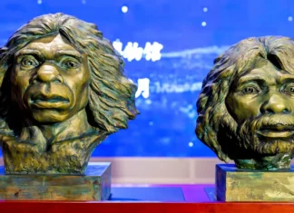 Fóssil da China Pode Recuar em 500 Mil anos Origens Humana