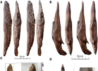 Ferramentas de 300 mil anos na Ásia Revelam Viagens Planejadas Por Alimentos