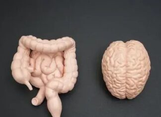 Adoçantes Artificiais Podem Acelerar Perda de Memória