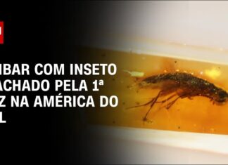 Âmbar com Inseto: Primeira Vez Achado na América do Sul