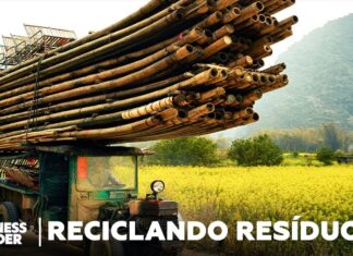 O Bambu Pode Substituir o Papel e o Plástico?