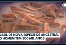 Fóssil de 300 mil anos na China Redesenha Origens Humanas
