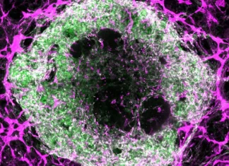 Criados Mini Órgãos Vascularizados de Coração e Fígado