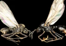 Descoberto Formiga Que Clona Outra Espécie: Primeiro Caso Conhecido