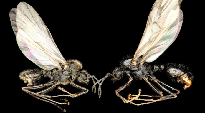 Descoberto Formiga Que Clona Outra Espécie: Primeiro Caso Conhecido