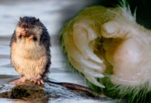 Cientistas da USP Descobrem que a Maioria dos Roedores Possuem Polegares com Unha