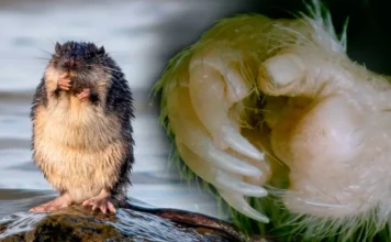 Cientistas da USP Descobrem que a Maioria dos Roedores Possuem Polegares com Unha