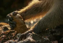 Macacos na Tailândia Usam Ferramentas para Comer Mariscos e Nozes